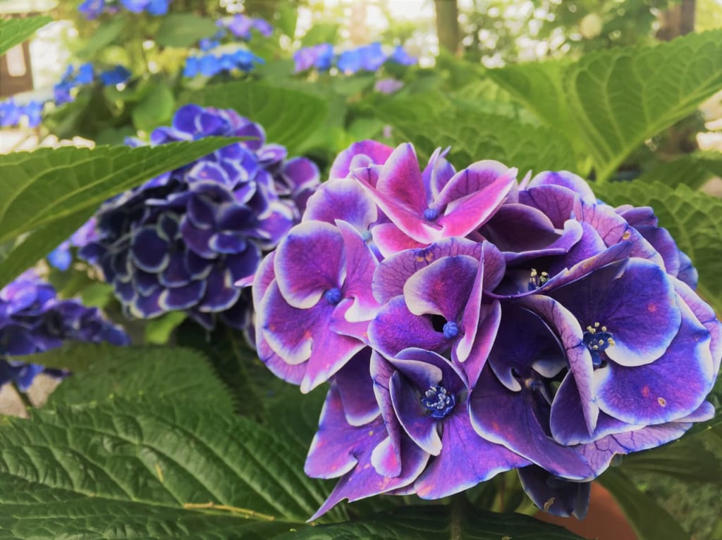 御裳神社の紫陽花