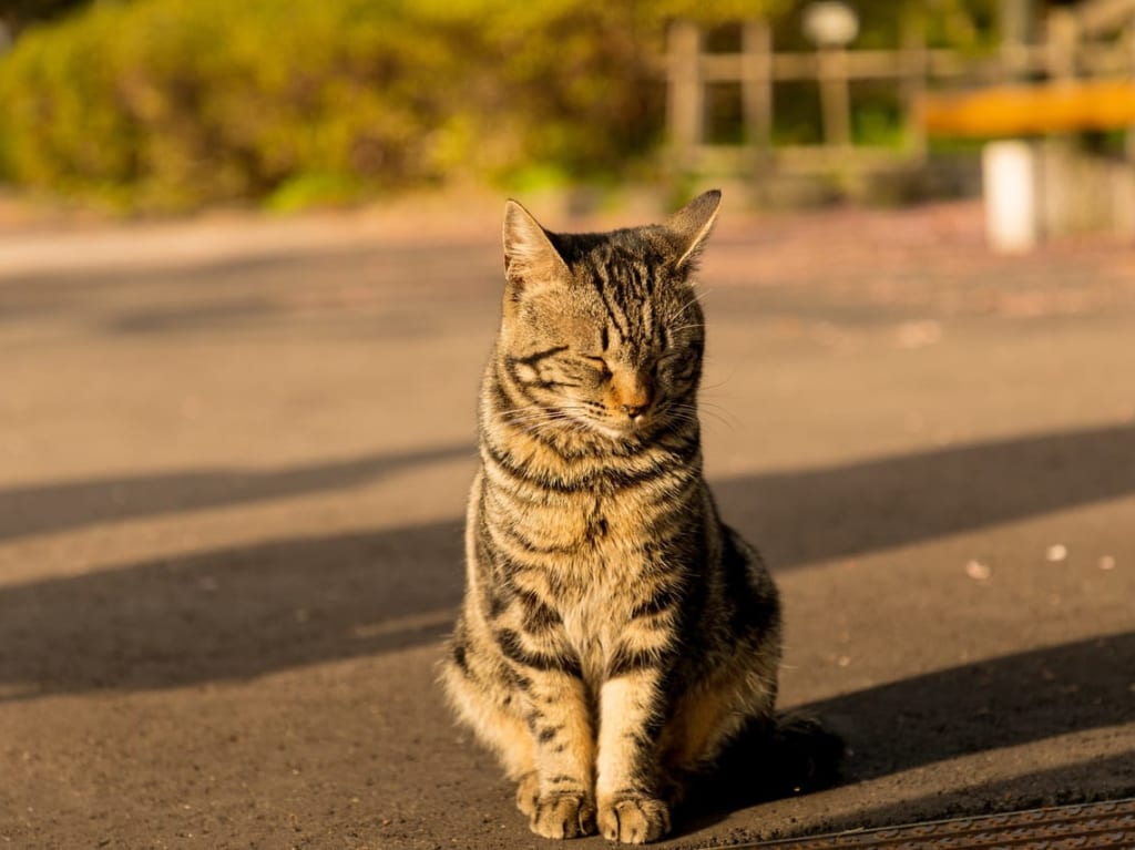 一宮市動物愛護センター猫のイメージ画像