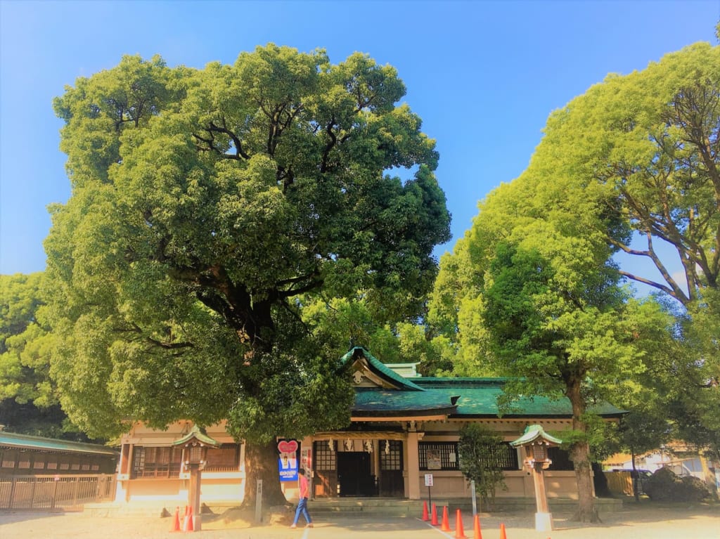 服織神社の幸運楠