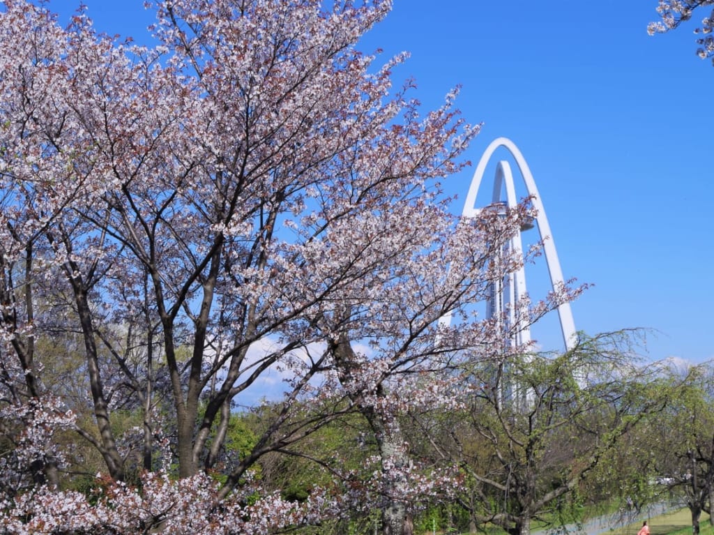 木曽川堤の桜