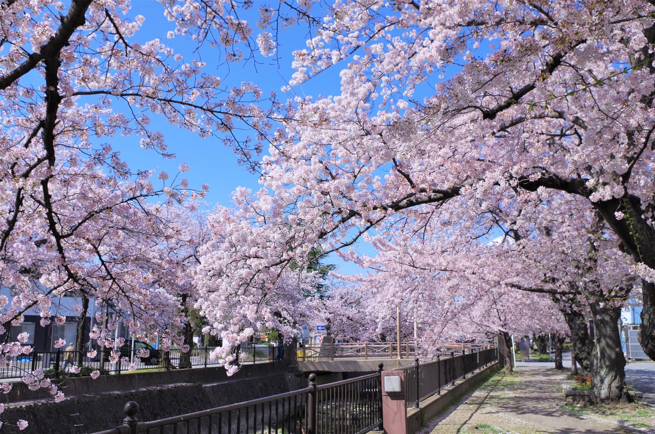 大江川の桜