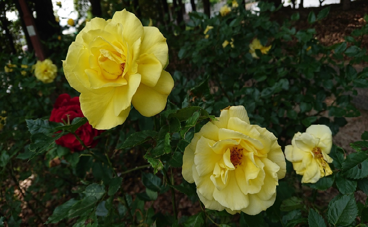 稲沢公園　バラ園のバラ