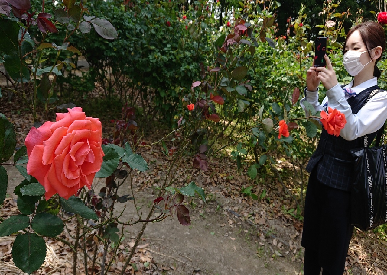 稲沢公園　バラ園のバラを撮影している人