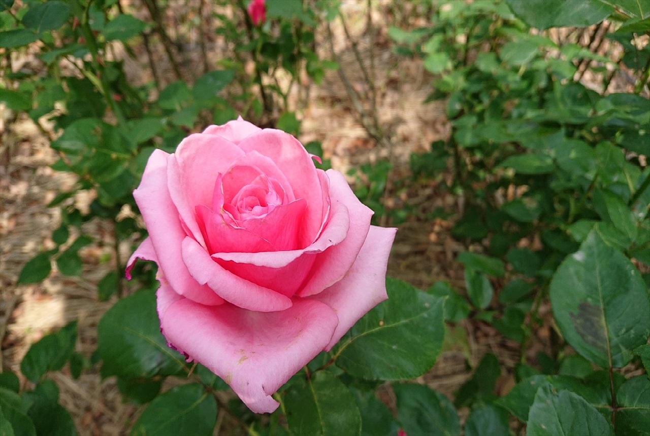 稲沢公園　バラ園のバラ