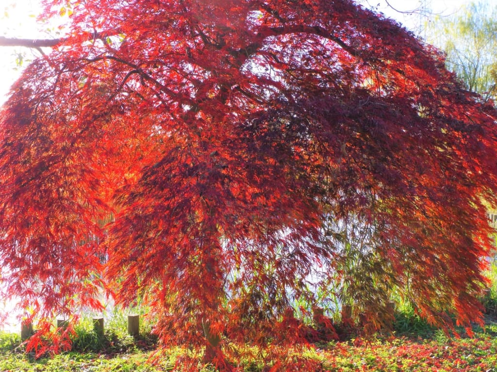 大野極楽寺公園の紅葉の様子