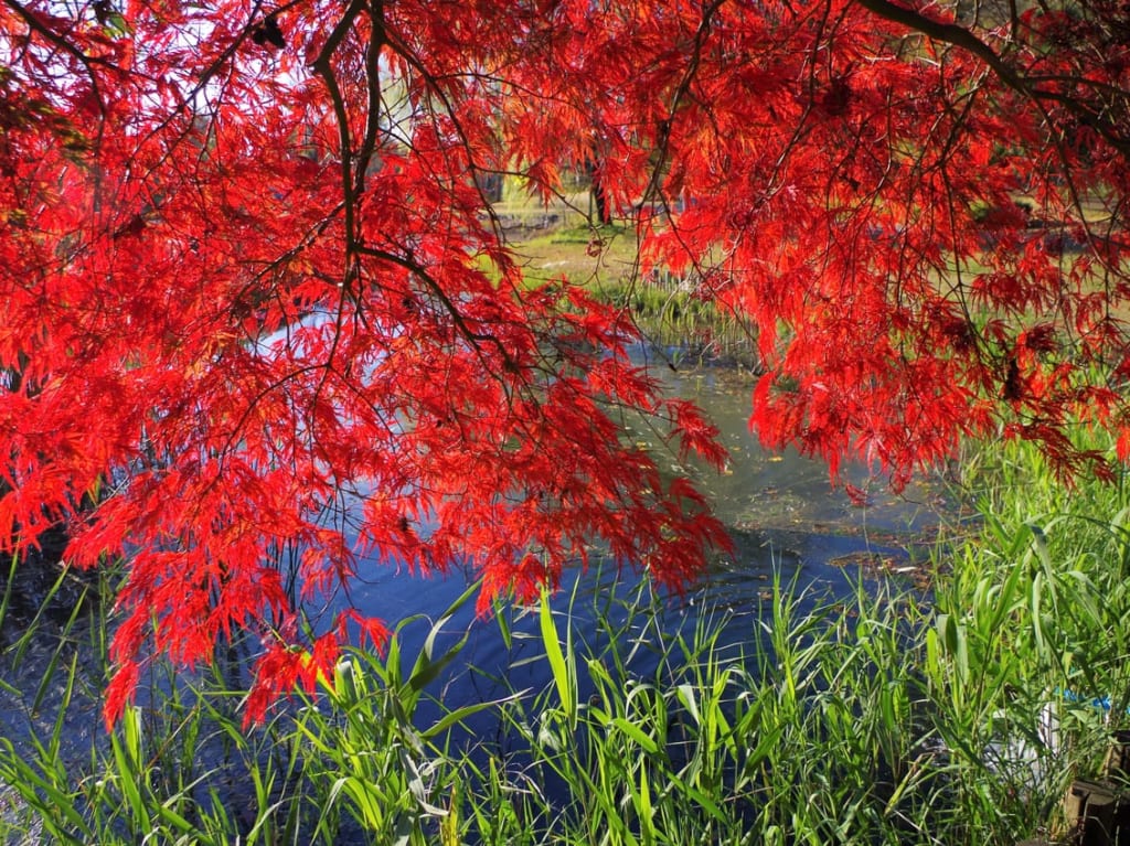 大野極楽寺公園の紅葉の様子