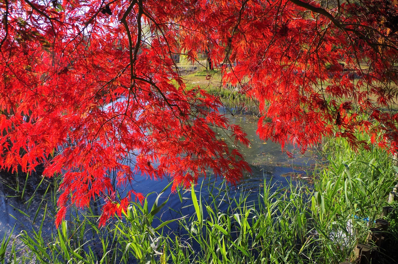 大野極楽寺公園の紅葉の様子