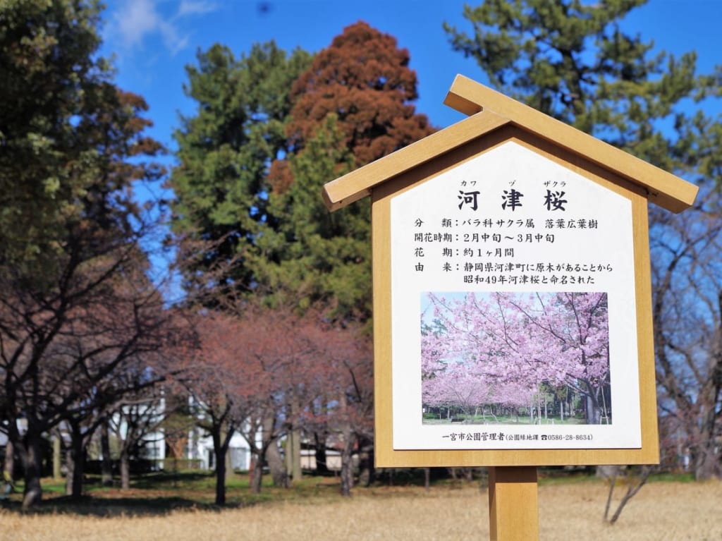 2023年萬葉公園の河津桜・梅の開花状況（2023.2.25）