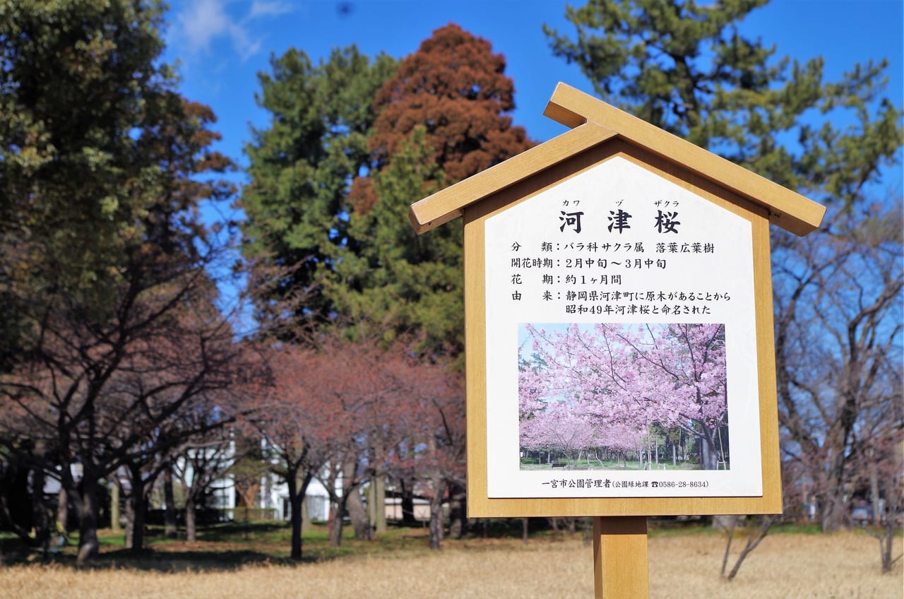 2023年萬葉公園の河津桜・梅の開花状況（2023.2.25）
