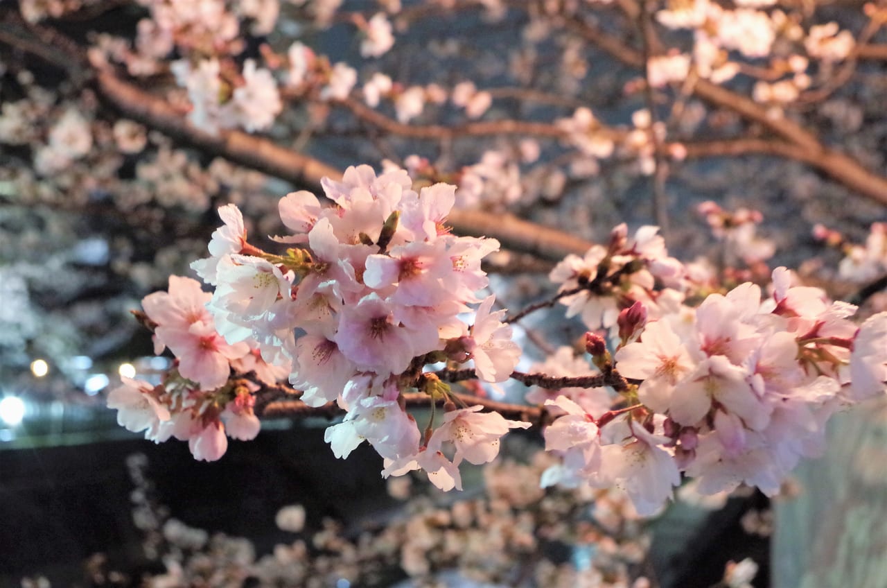 大江川の桜(2023.3.25)