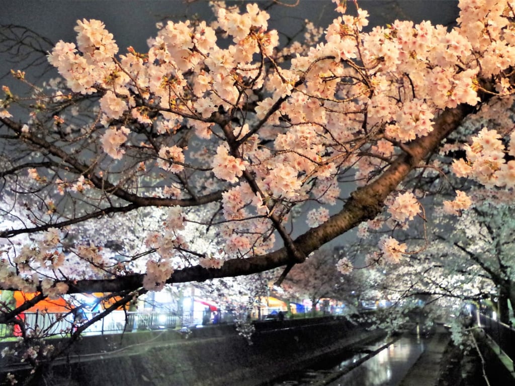 大江川の桜（2023.3.25）
