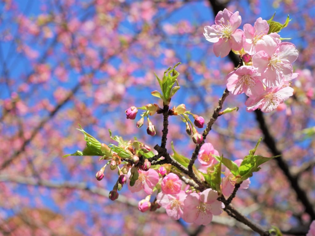萬葉公園の開花状況　河津桜と梅　2023年3月6日時点