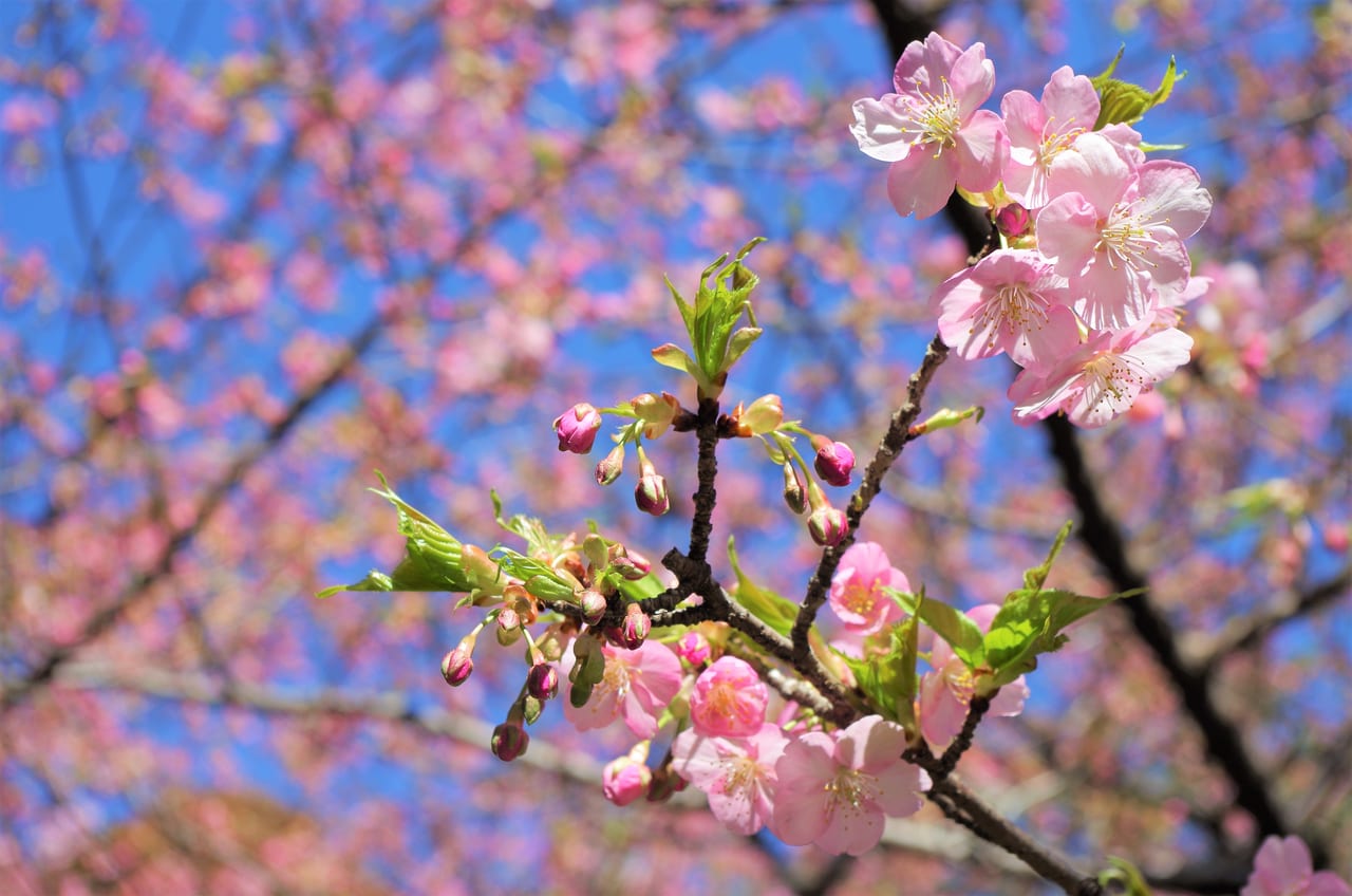 萬葉公園の開花状況　河津桜と梅　2023年3月6日時点