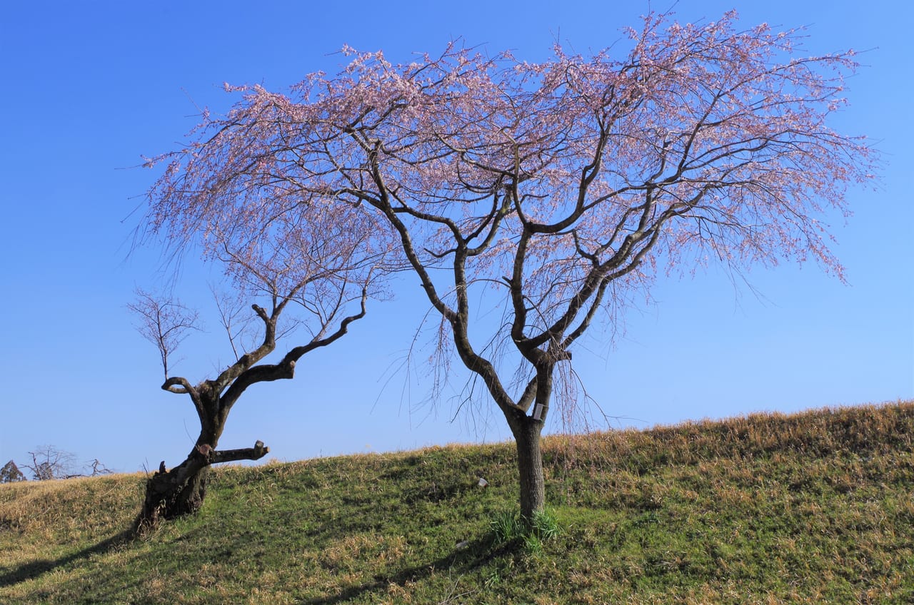 大野極楽寺公園２０２３年３月１５日現在の桜など開花状況