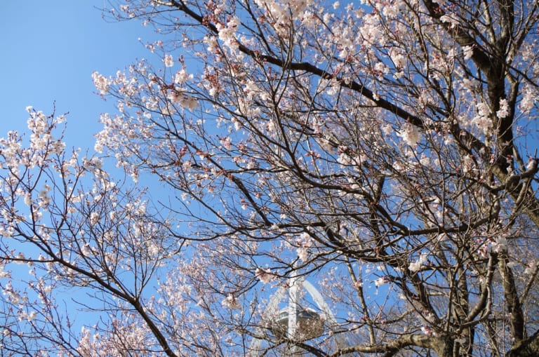 大野極楽寺公園２０２３年３月１５日現在の桜など開花状況
