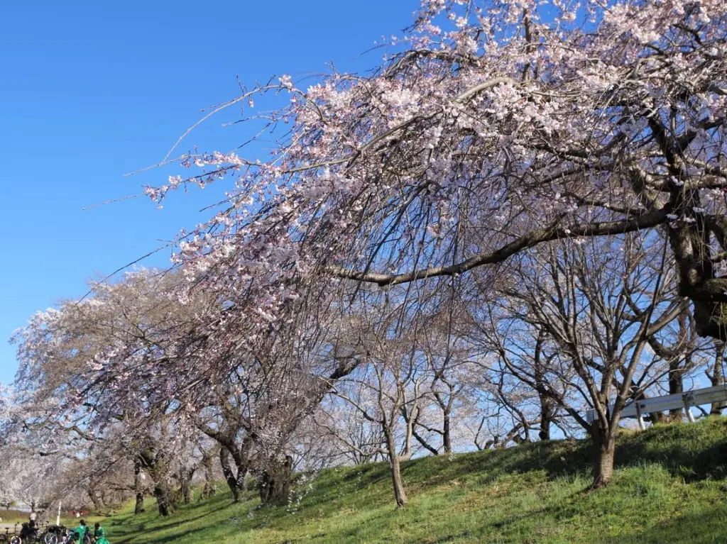 大野極楽寺公園2023年春　８分咲きの様子