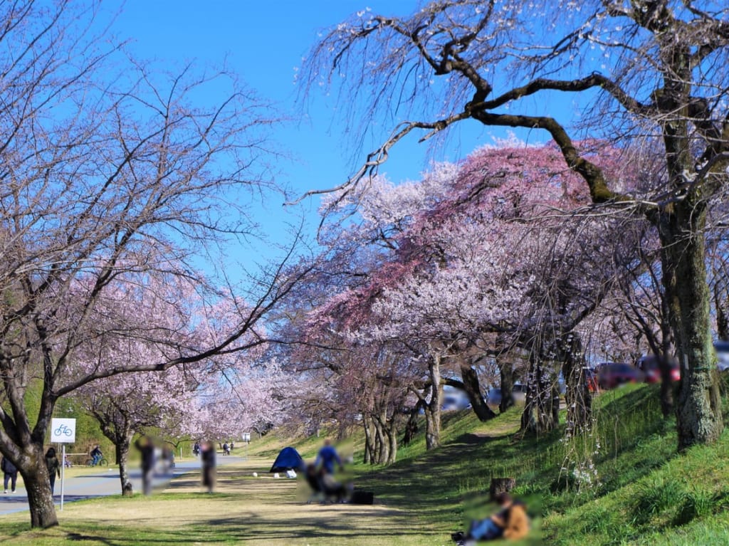 大野極楽寺公園2023年春　８分咲きの様子