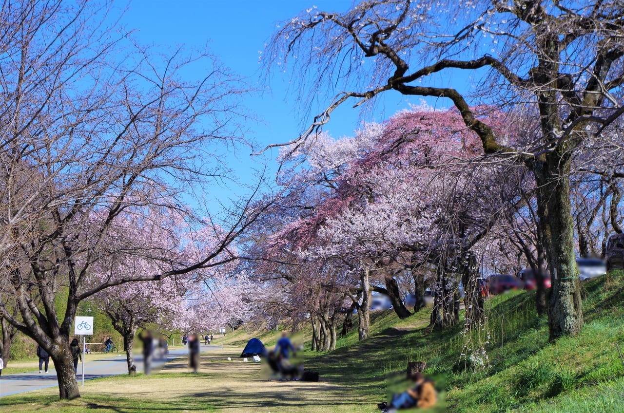 大野極楽寺公園2023年春　８分咲きの様子