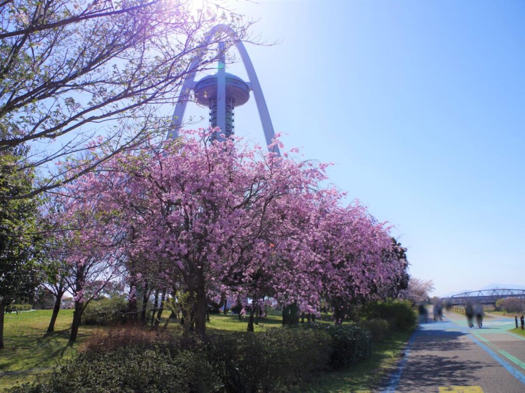 以前撮影した１３８タワーパークの桜