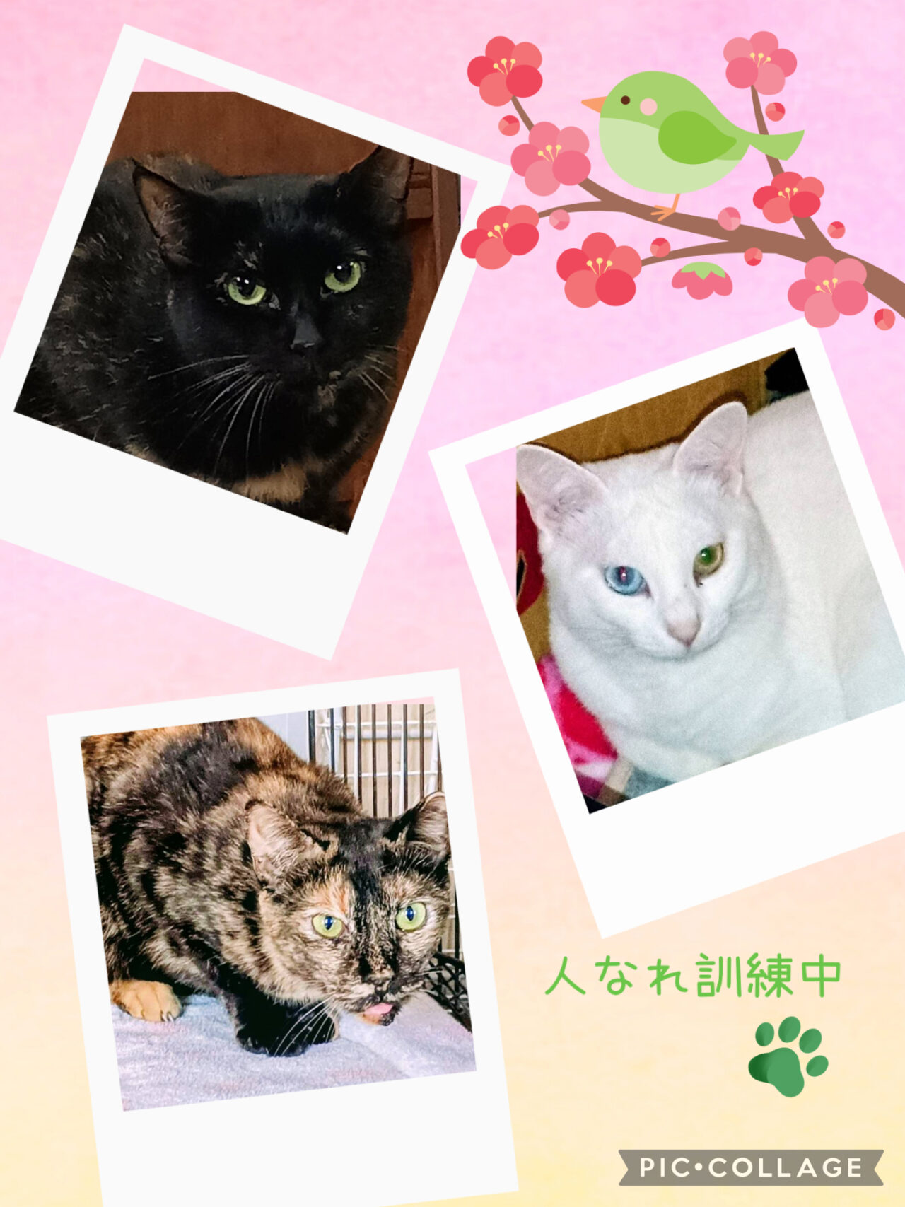 提供:NPO hinatabocco