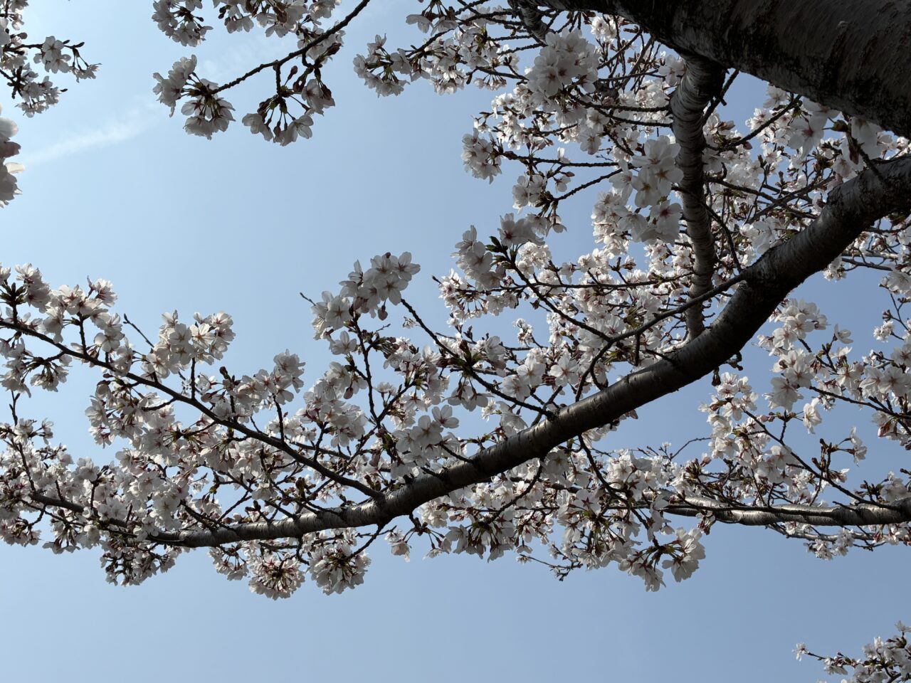 一宮桜まつりレポ