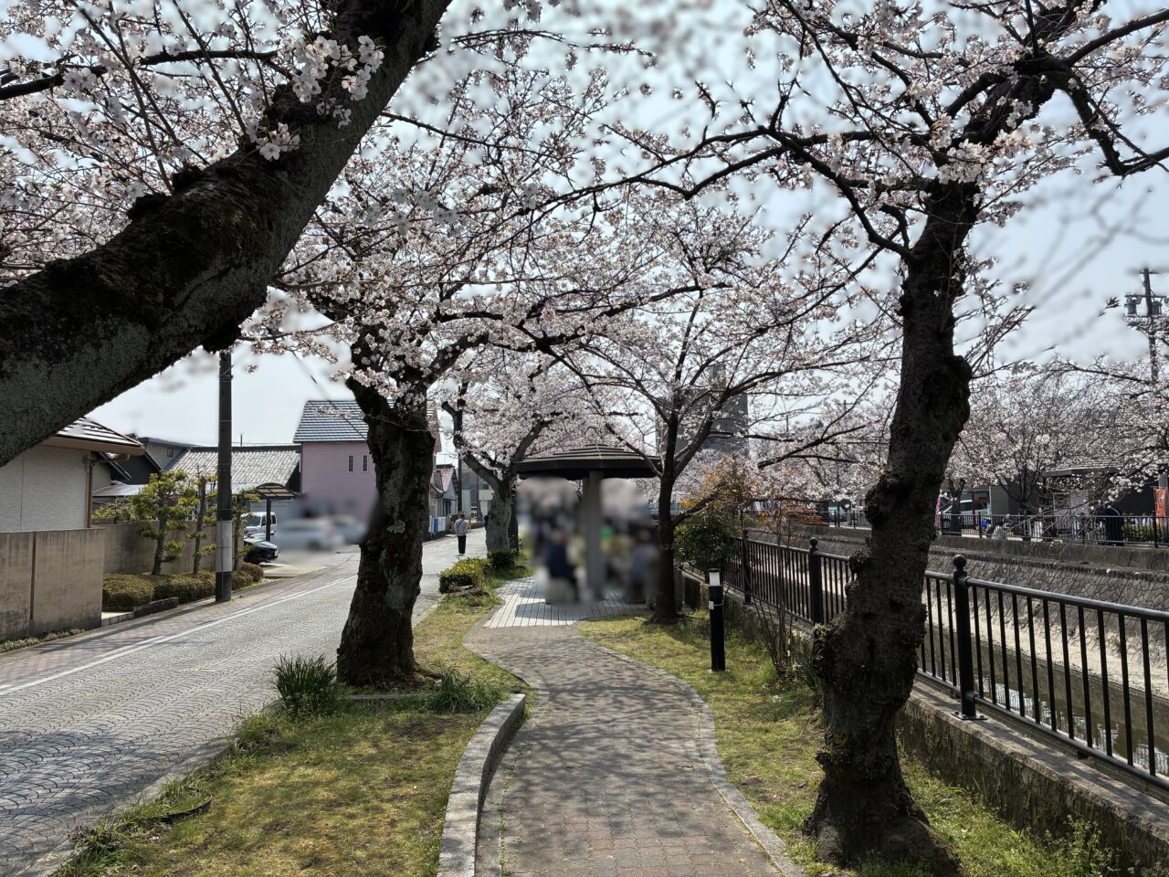 一宮桜まつりレポ