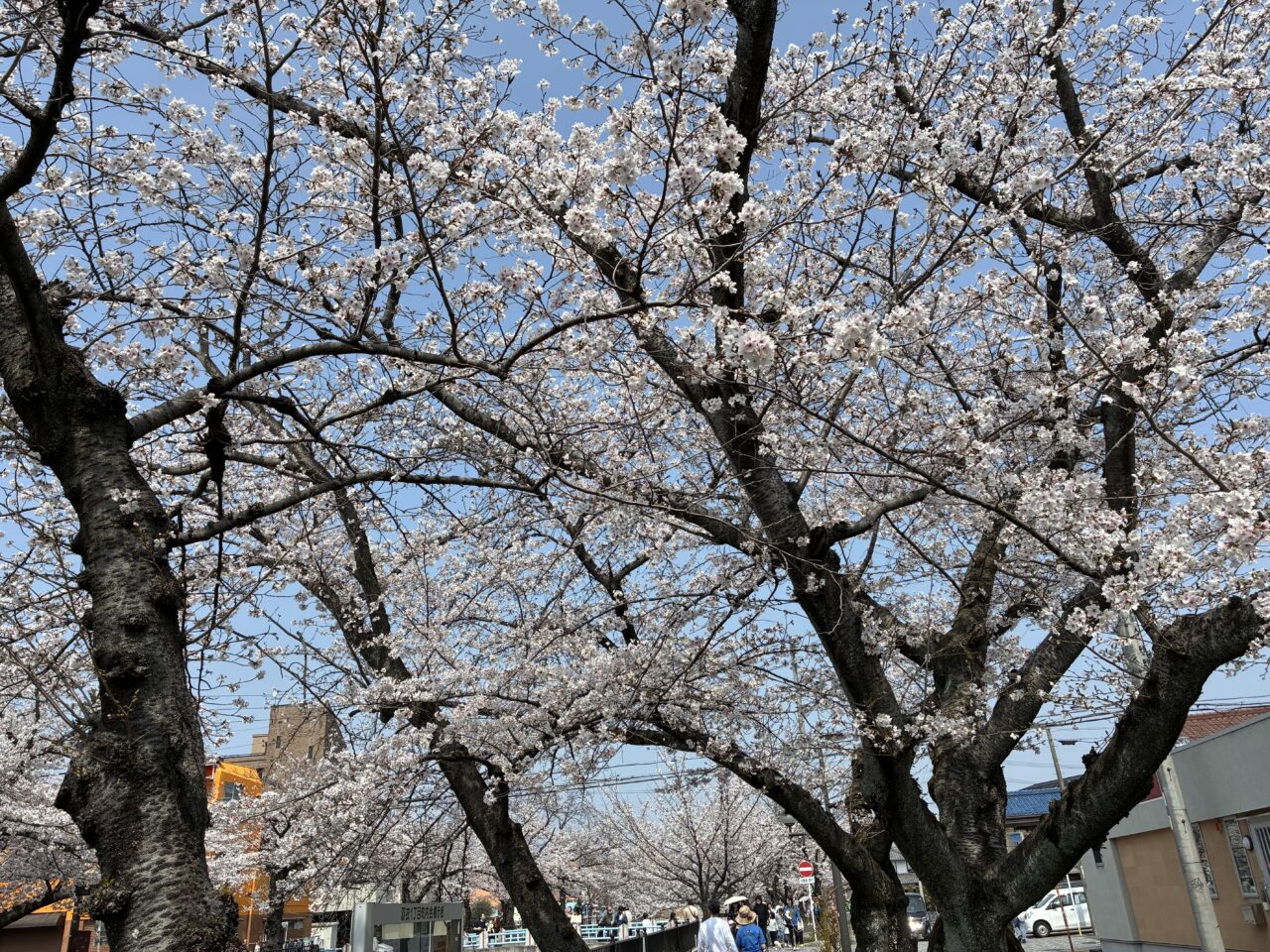 一宮桜まつりレポ