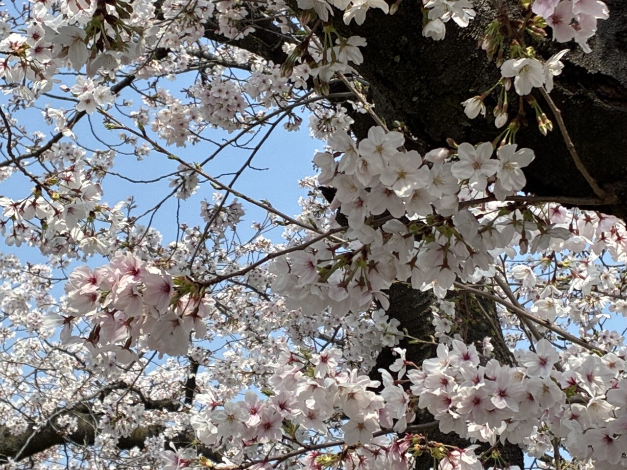 一宮桜まつりレポ