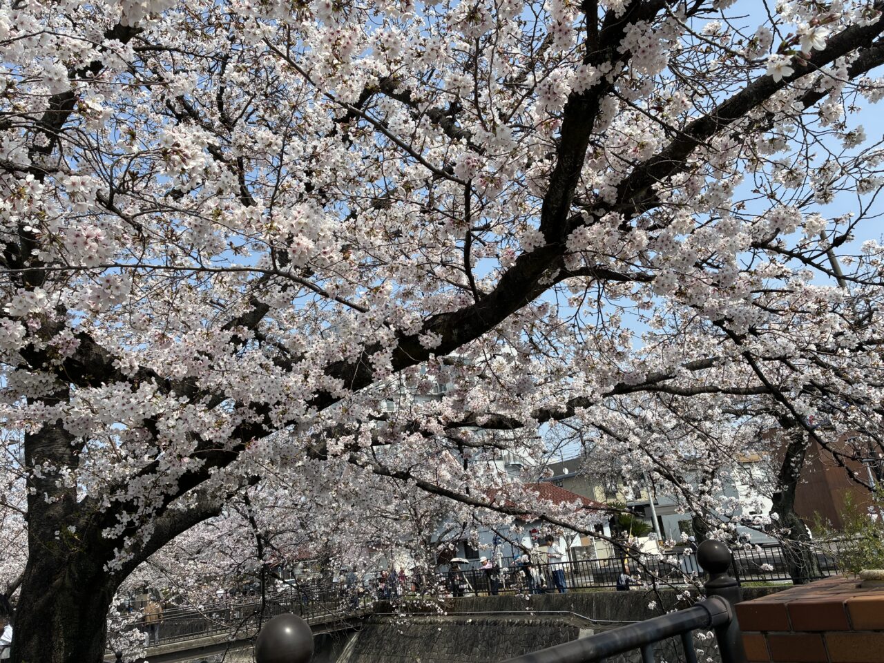一宮桜まつりレポ
