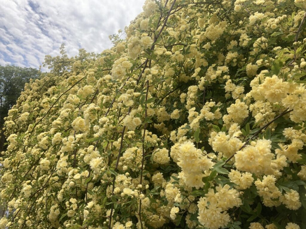 【一宮市】思わず写真を撮りたくなる!ネモフィラ・モッコウバラが見頃に♪138タワーパークで春の景色が広がっています☆ | 号外NET 一宮市