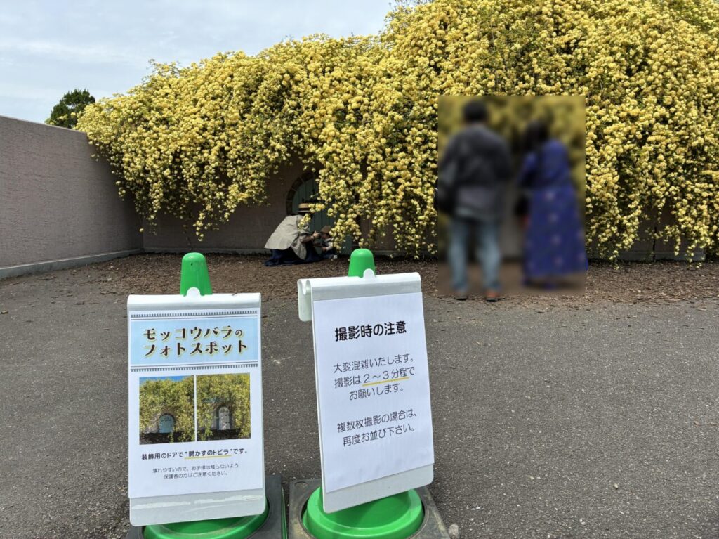 【一宮市】思わず写真を撮りたくなる!ネモフィラ・モッコウバラが見頃に♪138タワーパークで春の景色が広がっています☆ | 号外NET 一宮市