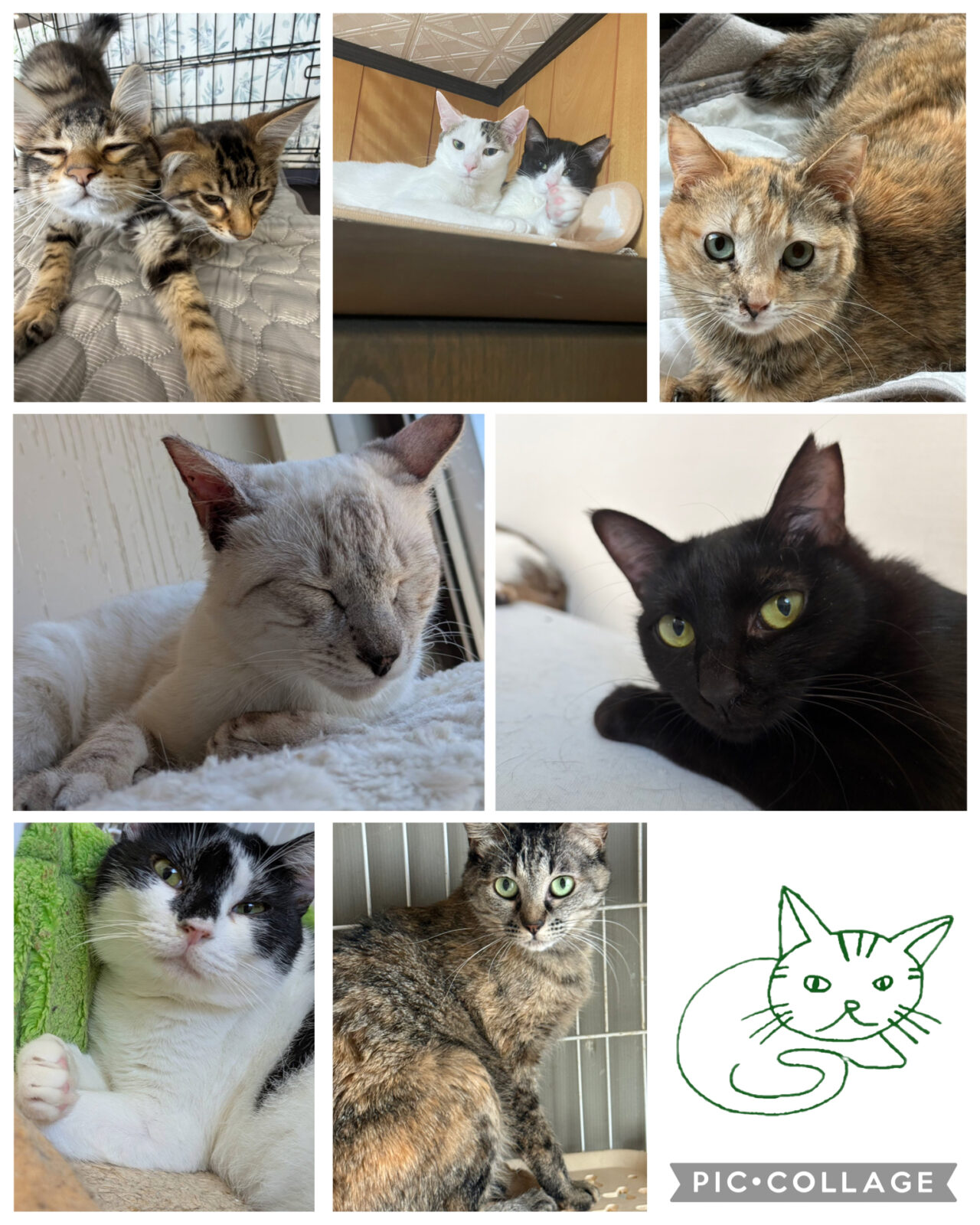 一宮市】5月24日(日)禅林寺にて「NPO法人 hinatabocco主催 ねこの譲渡